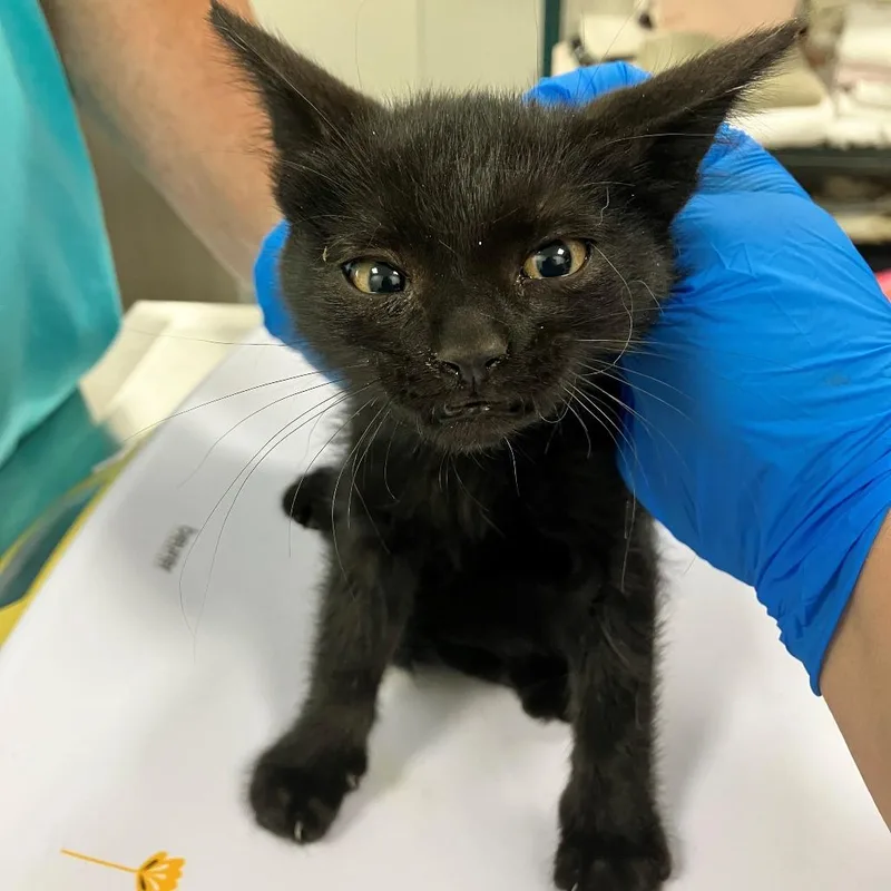 A baby small-sized male Black Domestic Short Hair cat named Zeppelin for adoption in Las Cruces, NM
