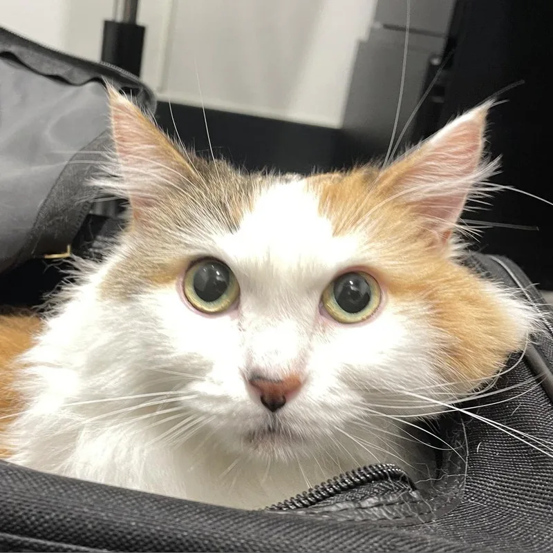 A senior medium-sized female Domestic Medium Hair cat named Pumpkin for adoption in Tampa, FL
