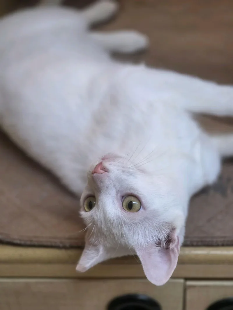 An adult medium-sized male White Domestic Short Hair cat named Smudge and Señor Blanco for adoption in Austin, TX
