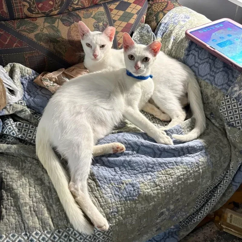 Smudge and Señor Blanco thumbnail 5
