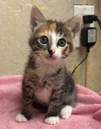A baby small-sized female Domestic Short Hair cat named Moana for adoption in Honolulu, HI