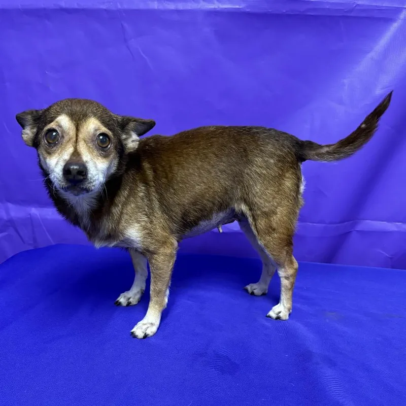 A senior small-sized female Brown / Chocolate Rat Terrier dog named Scarlett for adoption in North Myrtle Beach, SC