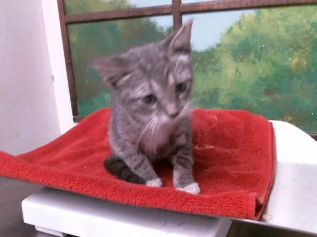 A baby small-sized male Domestic Short Hair cat named Charcoal for adoption in Houston, TX