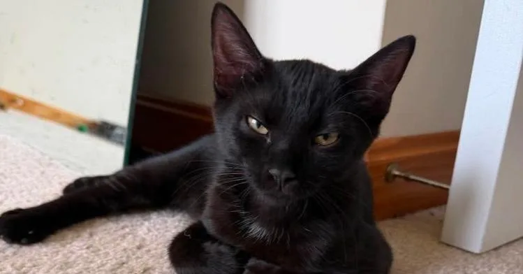A baby small-sized female Black Domestic Short Hair cat named Gizmo for adoption in Milton, DE