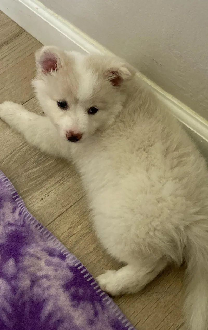 A baby medium-sized female Eskimo Dog dog named Coco for adoption in Lauderhill, FL