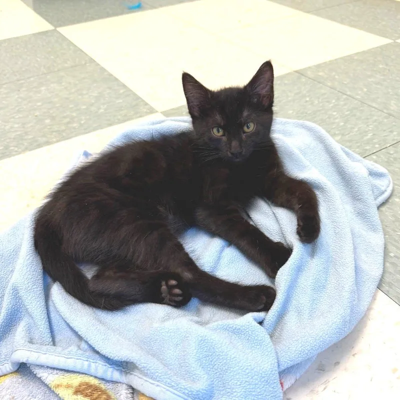 A baby medium-sized male Black Domestic Medium Hair cat named Ben for adoption in Reno, NV
