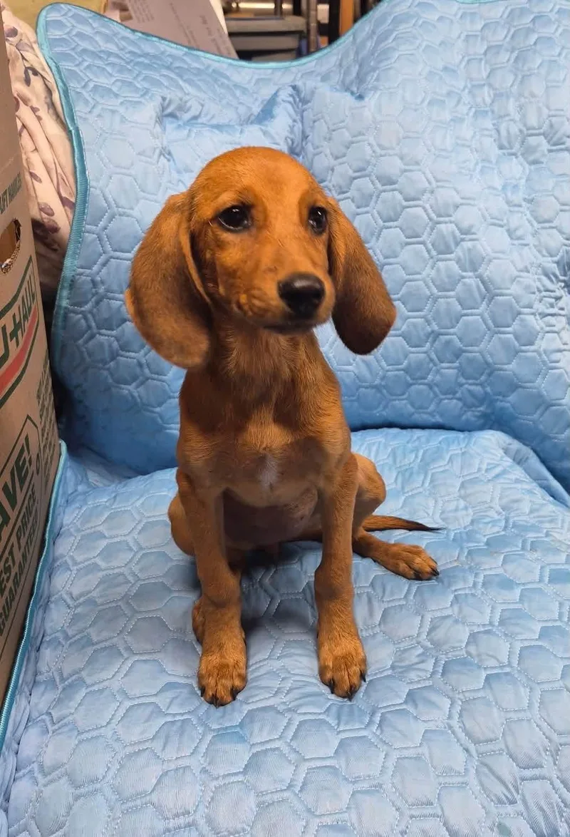 A baby medium-sized female Mixed Breed dog named Little Ann for adoption in Lexington, KY