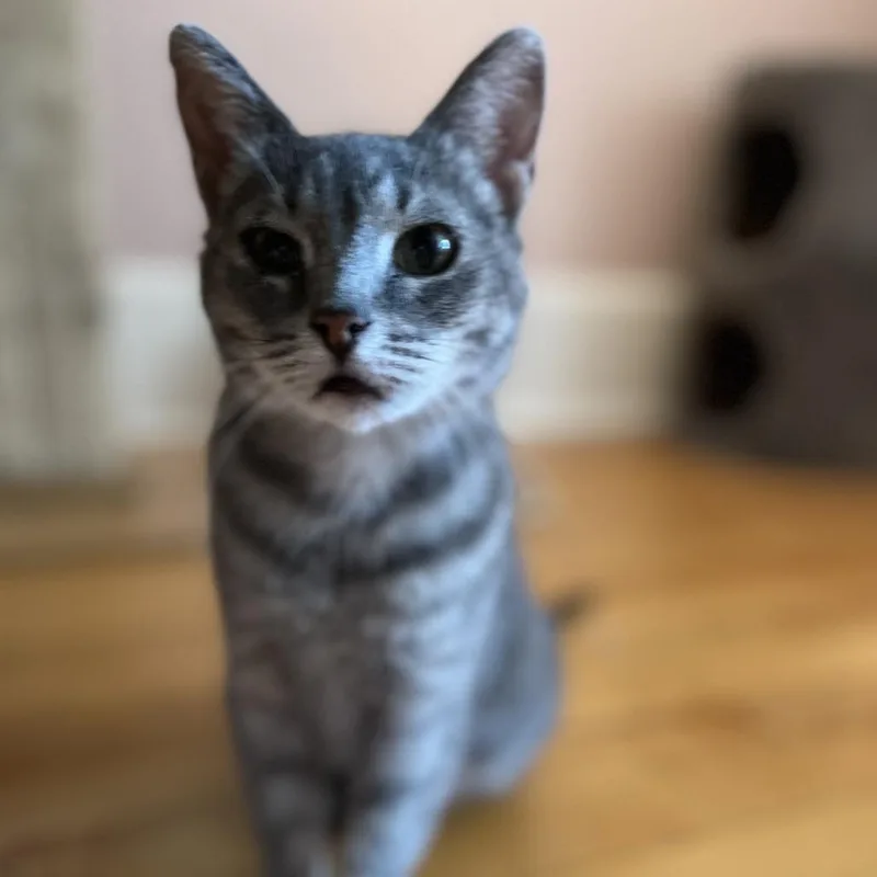 A young medium-sized female Gray / Blue / Silver Domestic Short Hair cat named Brivon for adoption in St. Paul, MN