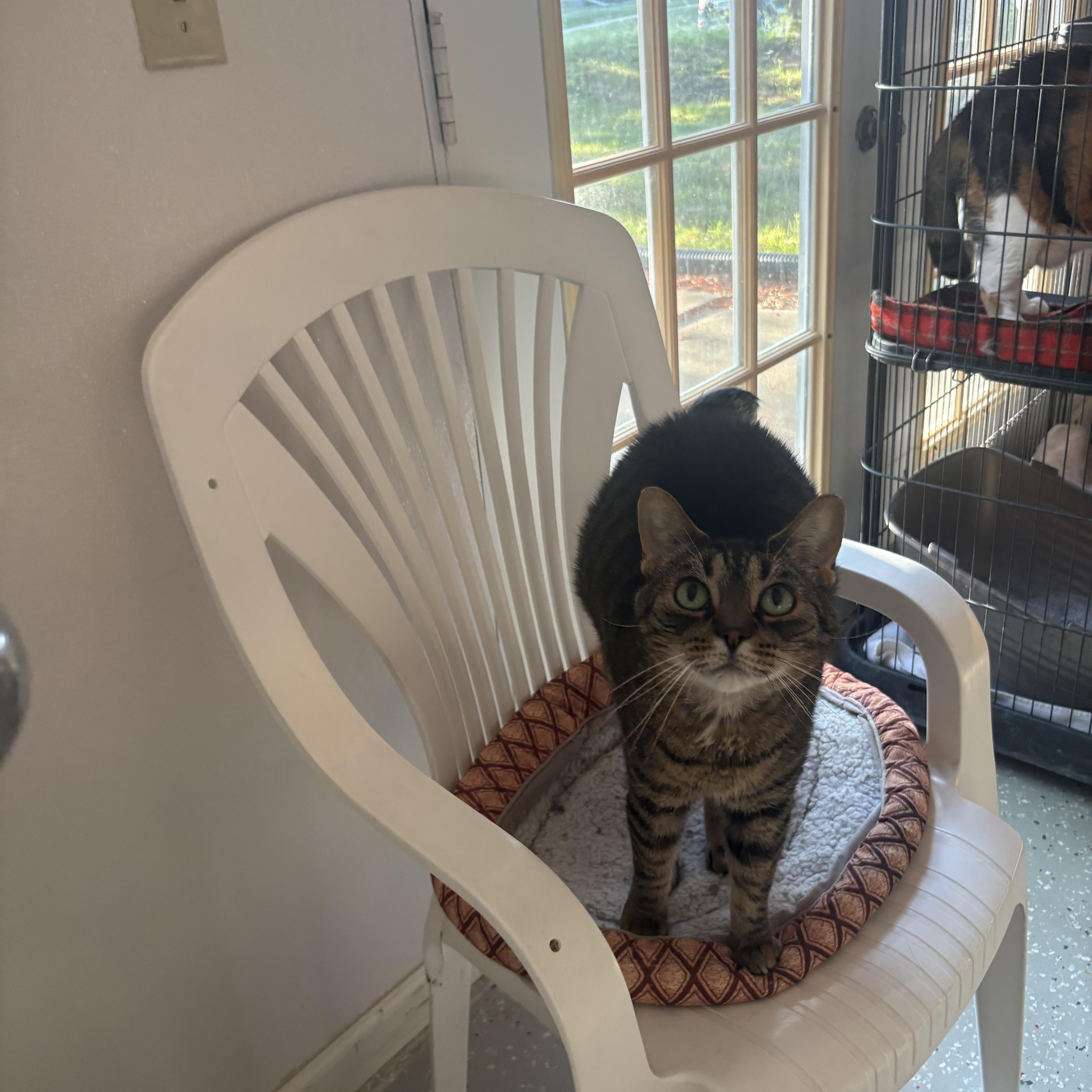 An adult medium-sized male Tabby (Brown / Chocolate) Domestic Short Hair cat named Yeti for adoption in Lansing, MI