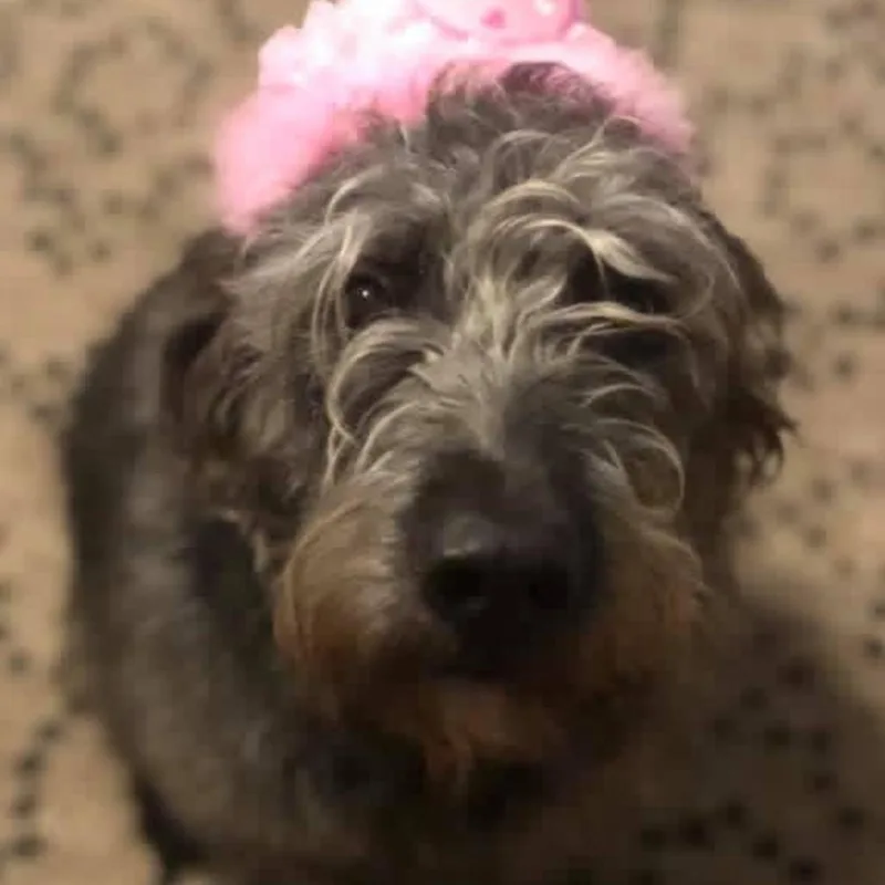 Maisie thumbnail 3