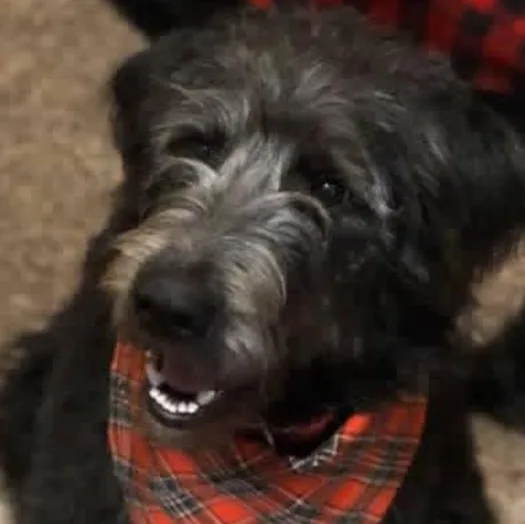 Maisie thumbnail 4