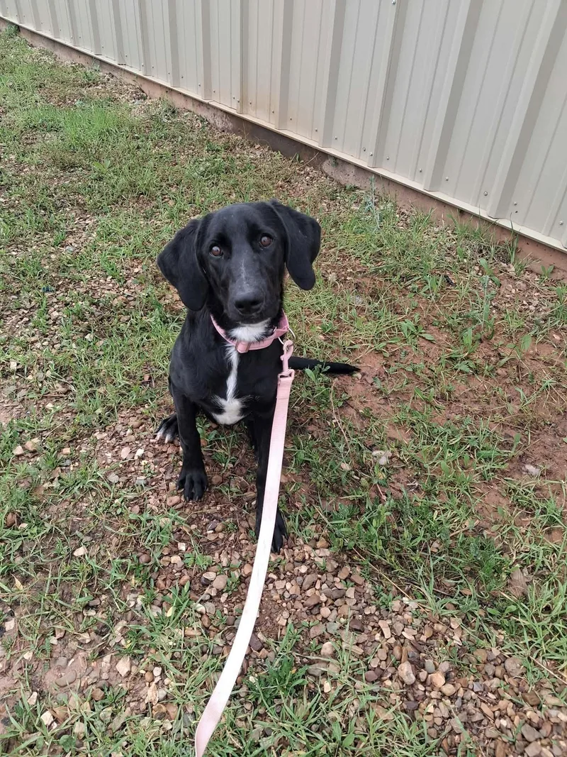 An adult medium-sized female Labrador Retriever dog named Ivy for adoption in Roosevelt, UT