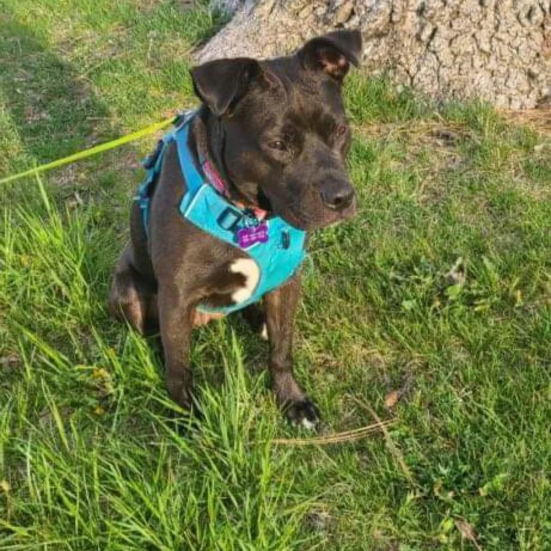 An adult medium-sized female Brown / Chocolate American Staffordshire Terrier dog named Sweetie for adoption in Nampa, ID