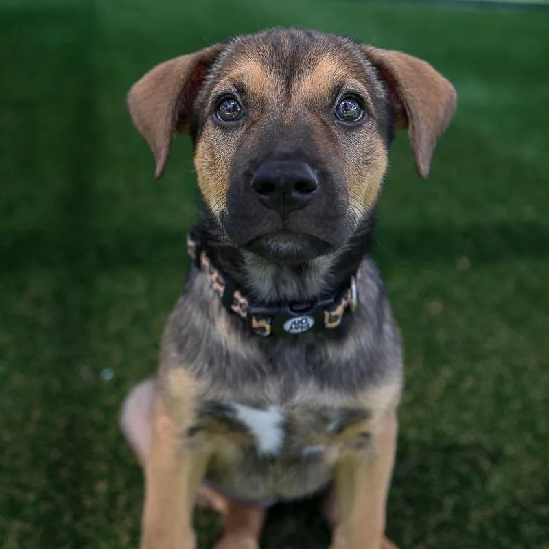 A baby medium-sized female Yellow / Tan / Blond / Fawn Mixed Breed dog named R & B for adoption in Bradenton, FL