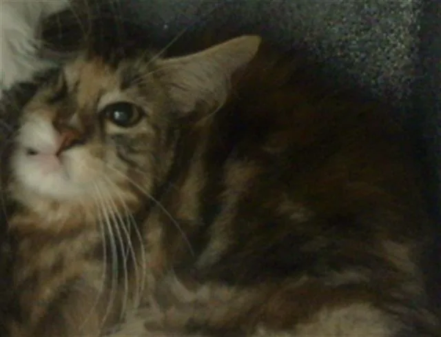 A baby medium-sized male Domestic Medium Hair cat named River for adoption in Dallas, TX