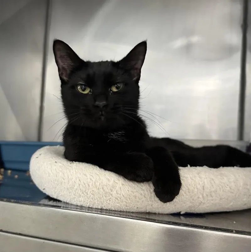A young medium-sized female Domestic Short Hair cat named Stefany for adoption in Grand Rapids, MI