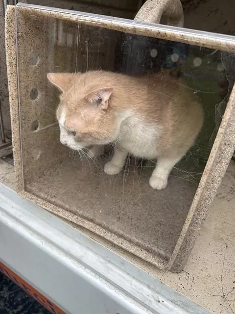 A young small-sized male Domestic Short Hair cat named Kirby for adoption in Louisville, KY