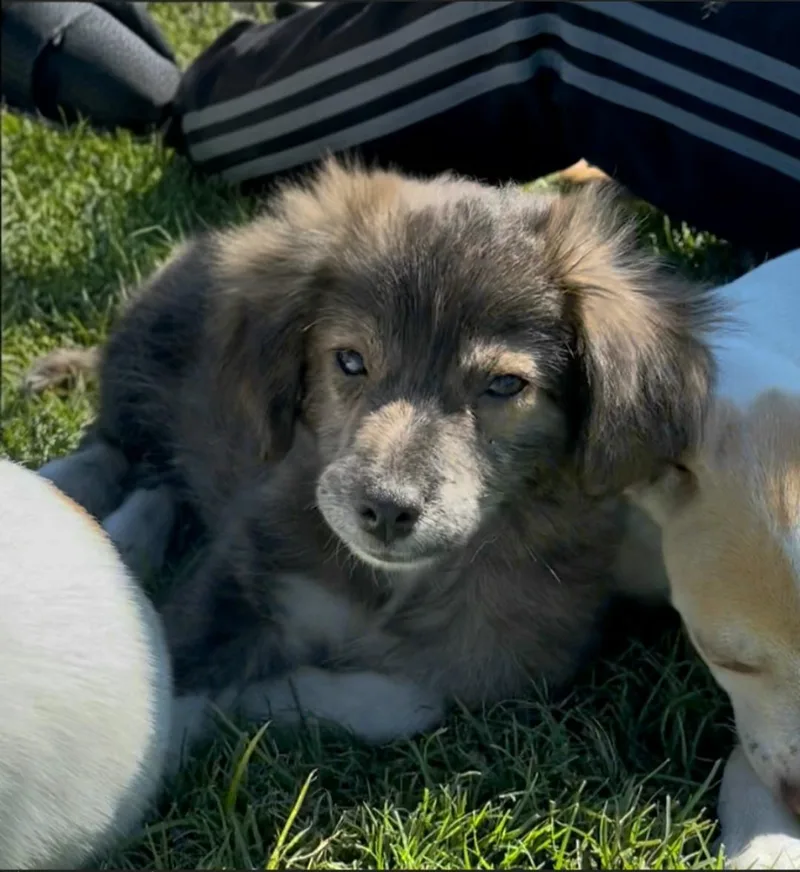 A baby small-sized male Chihuahua dog named Teddy for adoption in Plano, TX