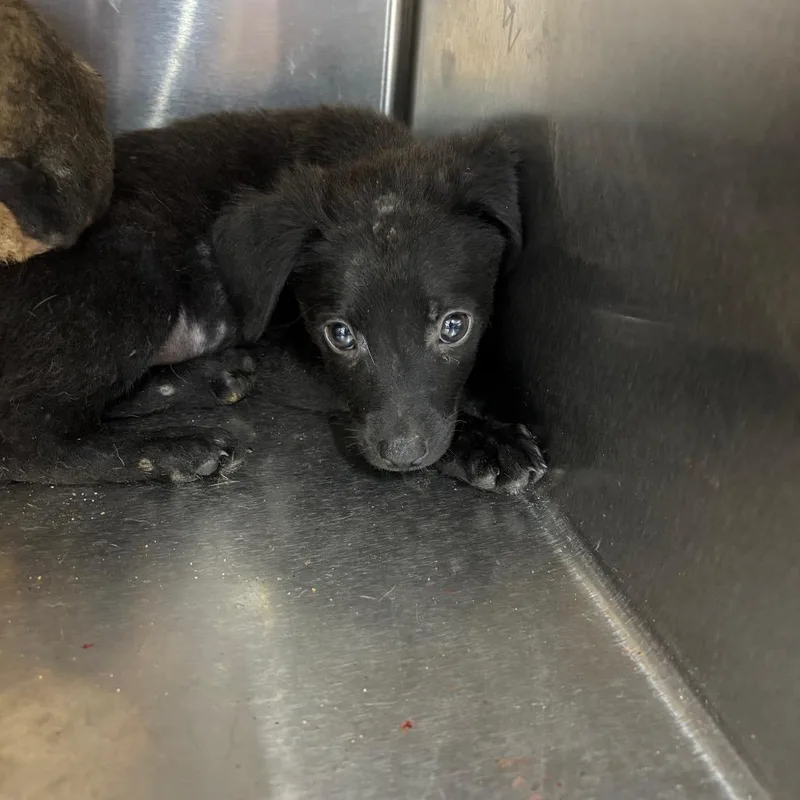 A baby small-sized female Black Mixed Breed dog named Reel for adoption in Parrish, AL