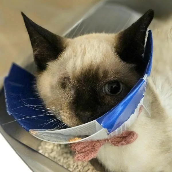 A baby small-sized male Domestic Short Hair cat named Yoshi for adoption in Oakland, CA