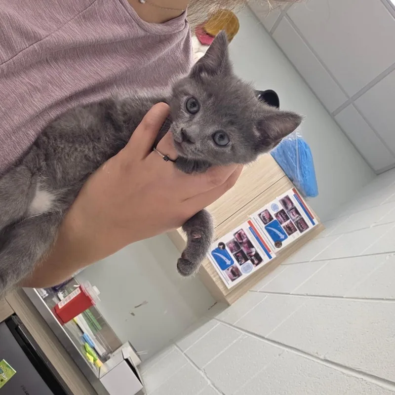 Taro
