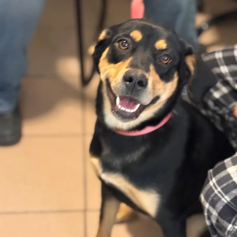 An adult medium-sized female Black Black Labrador Retriever dog named Molly for adoption in Starkville, MS