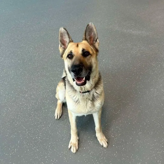 A senior large-sized male Black German Shepherd Dog dog named Sparky for adoption in Joliet, IL