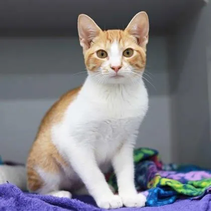 A young small-sized male White Domestic Short Hair cat named Scrump for adoption in Atlanta, GA