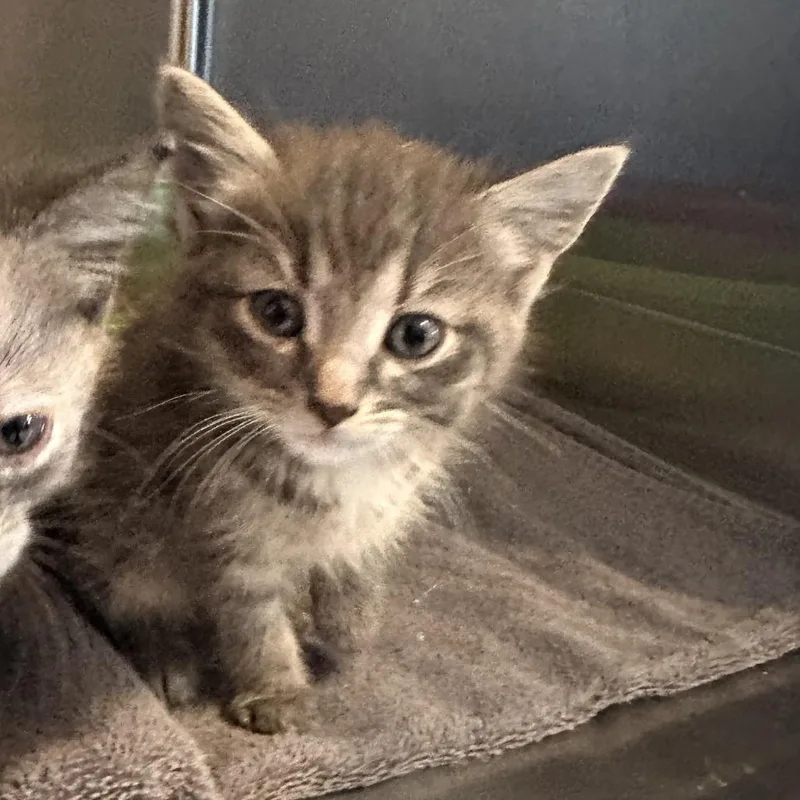 A baby small-sized female Gray / Blue / Silver Domestic Short Hair cat named Ruler for adoption in Rocky Mount, VA