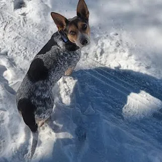 An adult medium-sized female Australian Cattle Dog / Blue Heeler dog named Mabel for adoption in Shelby, NC