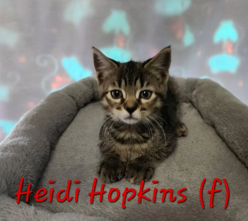 Heidi Hopkins thumbnail 2