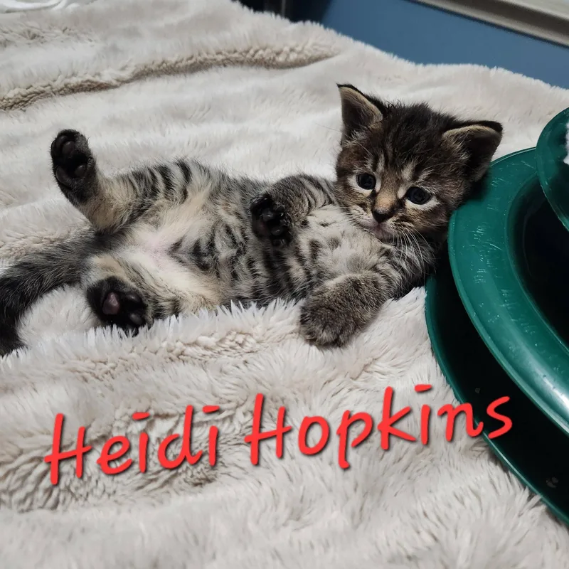 A baby small-sized female Domestic Short Hair cat named Heidi Hopkins for adoption in Clarksville, TN