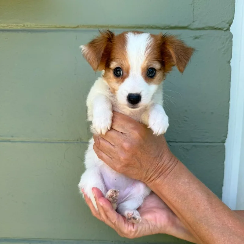 A baby small-sized female Brown / Chocolate Chihuahua dog named Eggnog for adoption in Tampa, FL