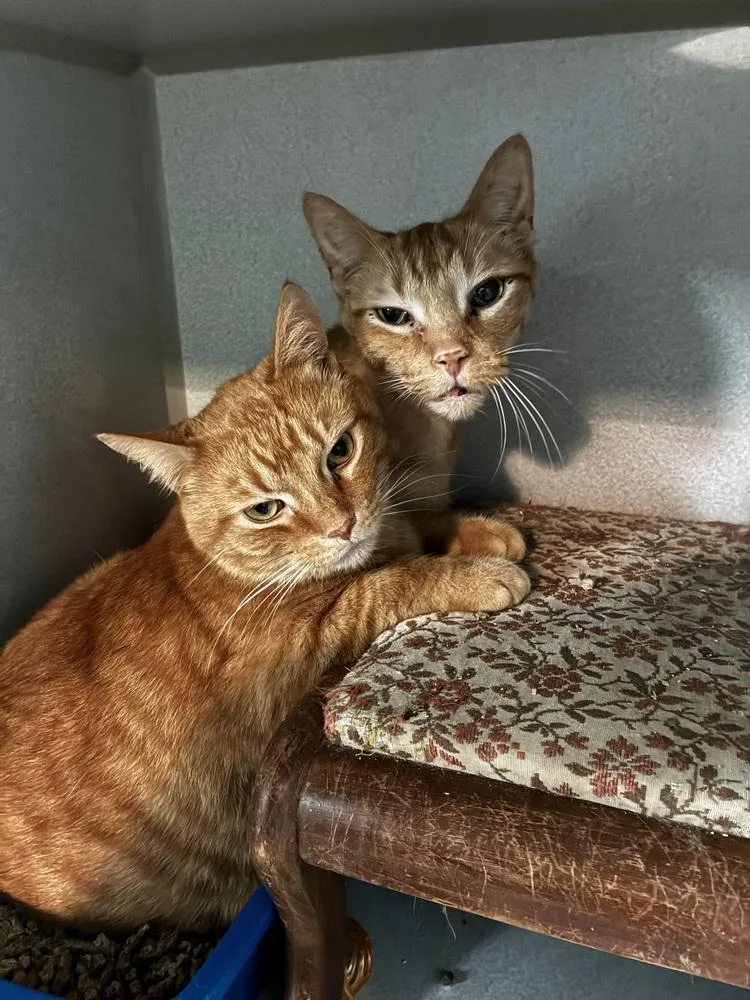 An adult medium-sized male Tabby (Orange / Red) Domestic Short Hair cat named Goose for adoption in Ferndale, MI