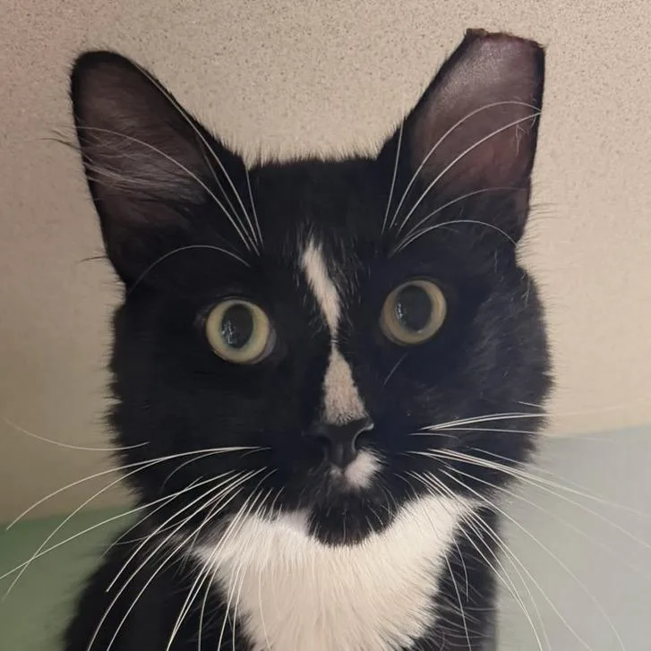 A young medium-sized male Black Domestic Medium Hair cat named Sylvester for adoption in Calverton, NY
