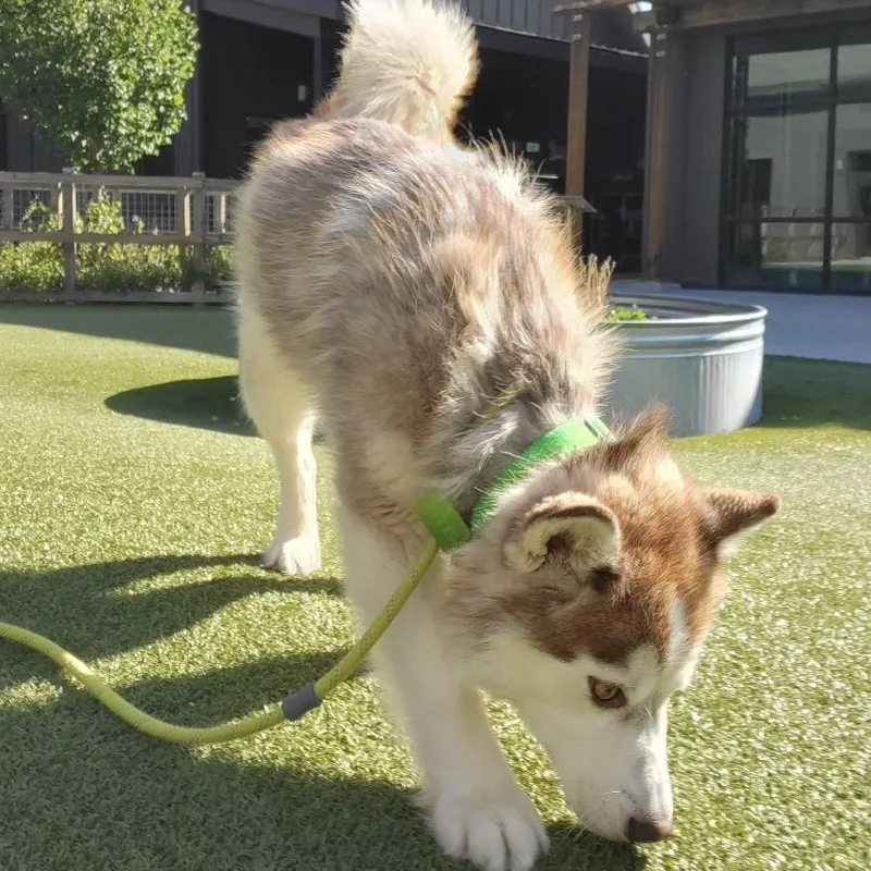 An adult medium-sized female Red / Chestnut / Orange Mixed Breed dog named Zoe for adoption in Hailey, ID