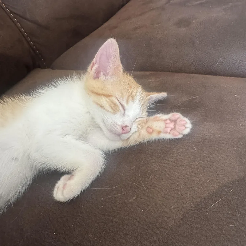A baby medium-sized male Orange & White Tabby cat named Nico for adoption in Wyandotte, MI