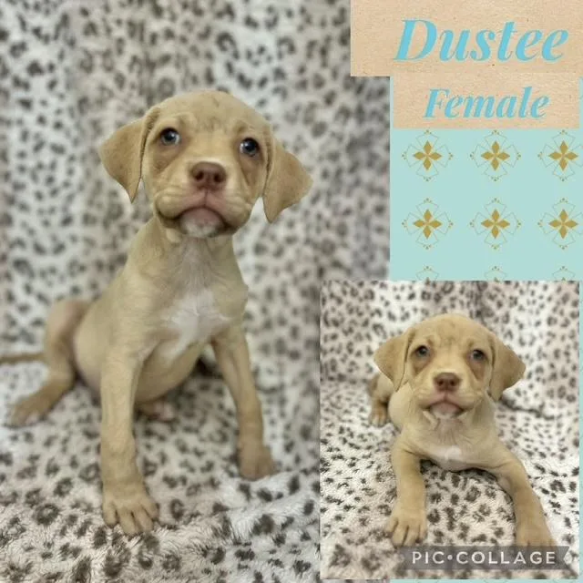 A baby medium-sized female Boxer dog named Dustee for adoption in Manchester, CT