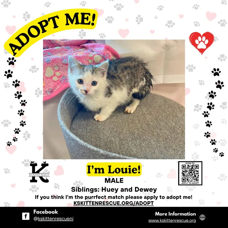 A baby medium-sized male Tabby (Gray / Blue / Silver) Domestic Short Hair cat named Louie for adoption in Brick, NJ