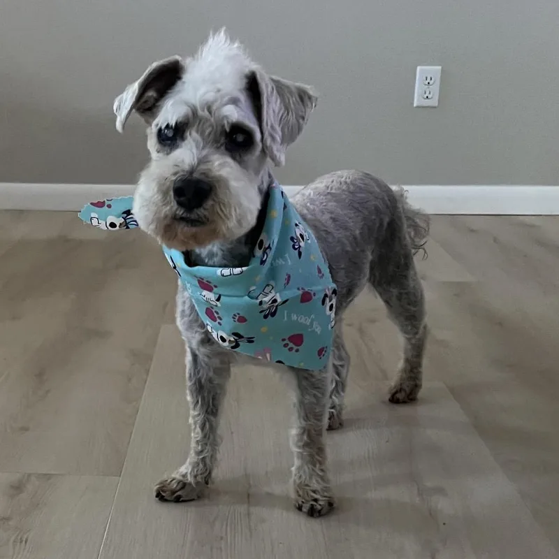 Lancelot thumbnail 3