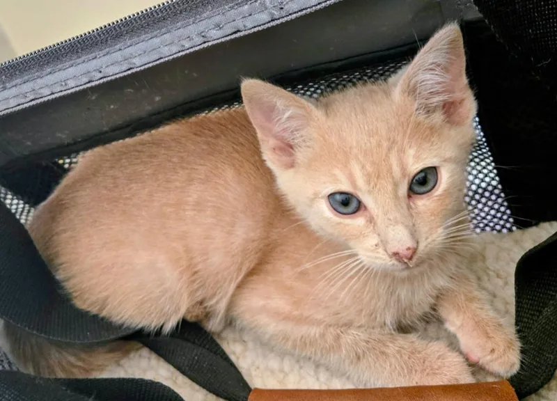 A baby medium-sized male Domestic Short Hair cat named Barry for adoption in Evans, GA