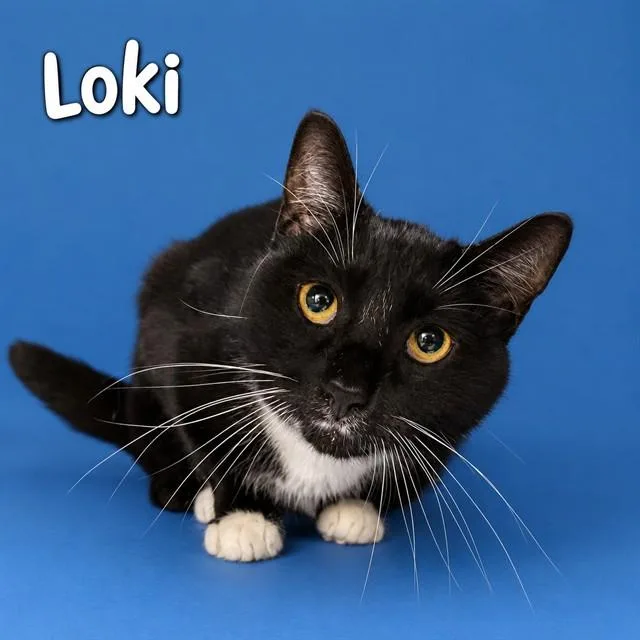 An adult small-sized male Domestic Short Hair cat named Loki for adoption in Westminster, MD
