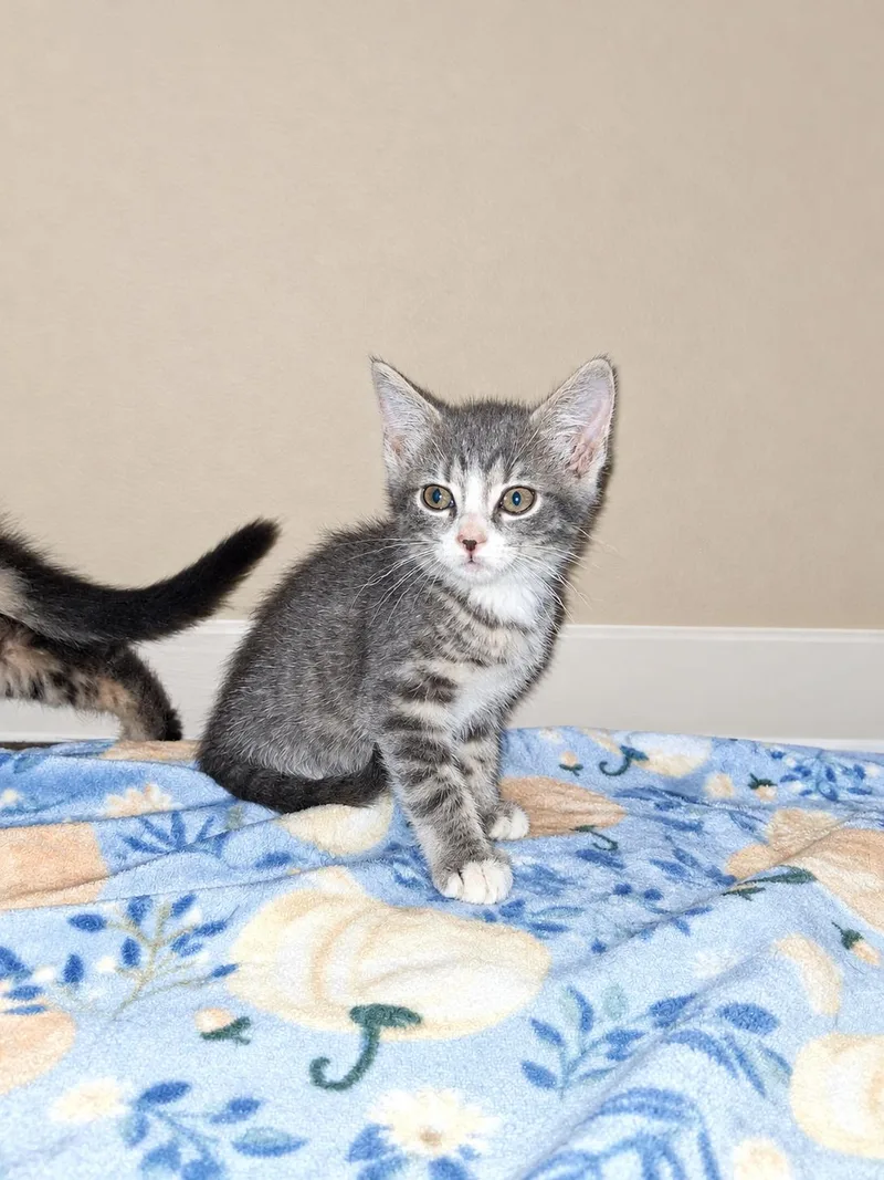 A baby medium-sized female Tabby (Gray / Blue / Silver) Domestic Short Hair cat named Hazel for adoption in Johnson City, TN