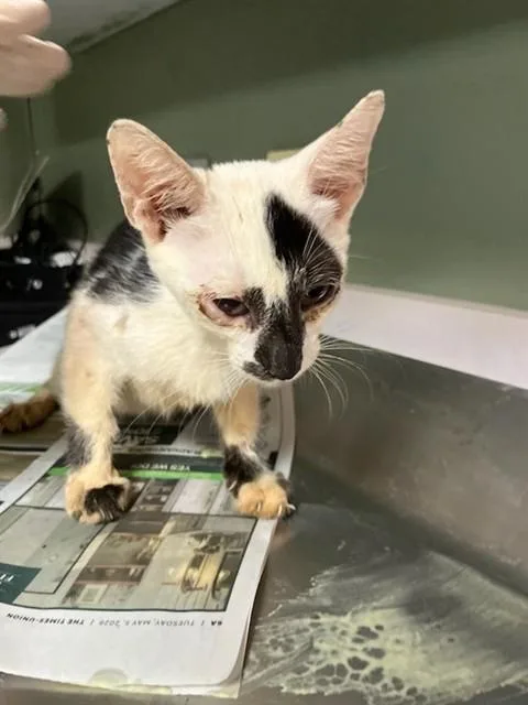 A baby small-sized male Domestic Short Hair cat named Grub for adoption in Jacksonville, FL