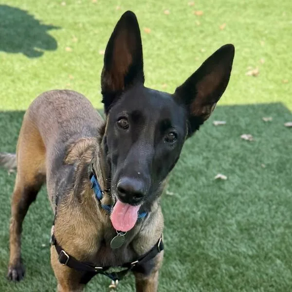 An adult large-sized female Belgian Shepherd / Malinois dog named Mali for adoption in Walnut Creek, CA
