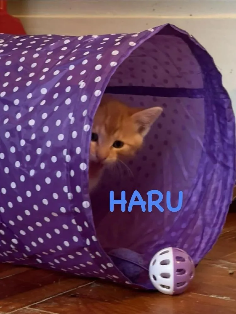 A baby small-sized male Orange & White Domestic Short Hair cat named Haru for adoption in Lincoln, NE