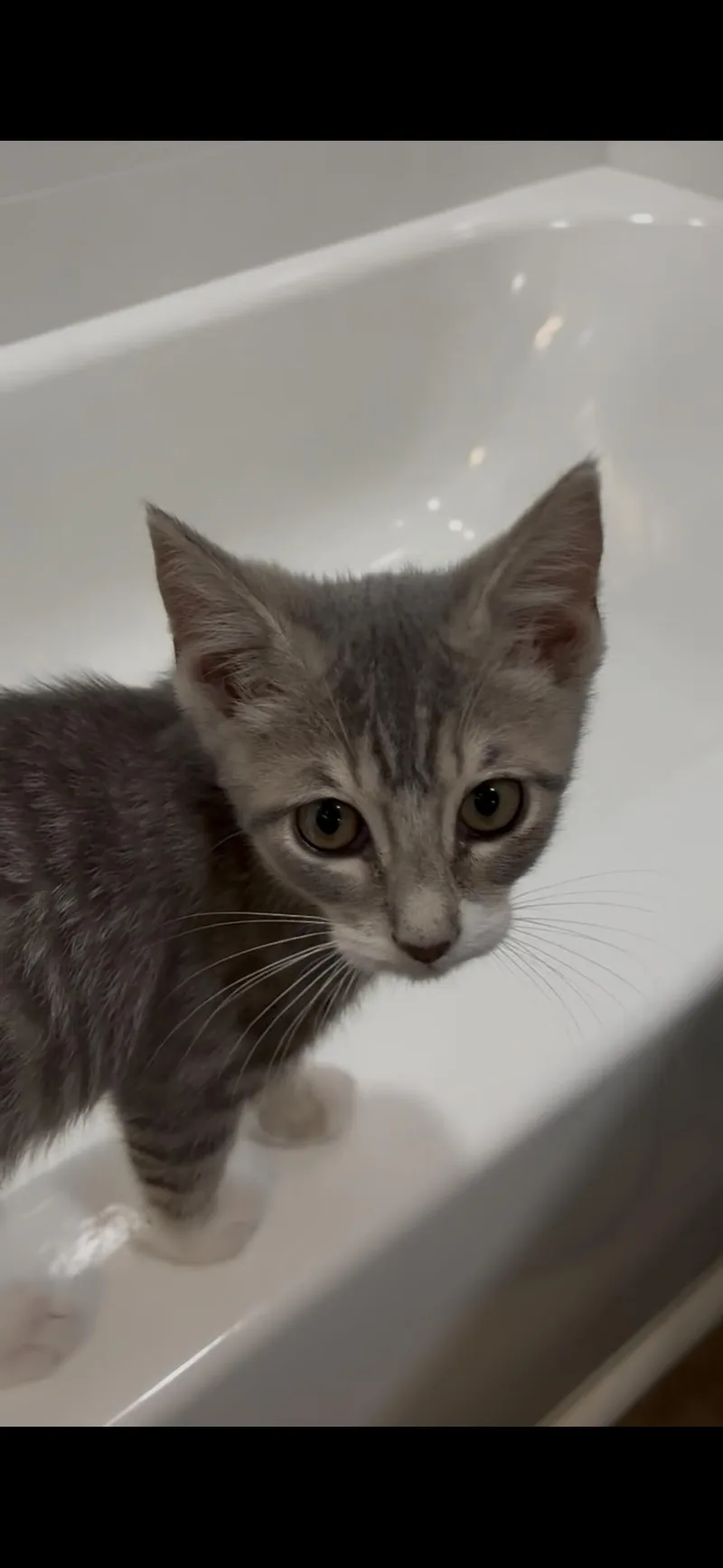 A baby small-sized male Domestic Short Hair cat named Russell. for adoption in Winder, GA