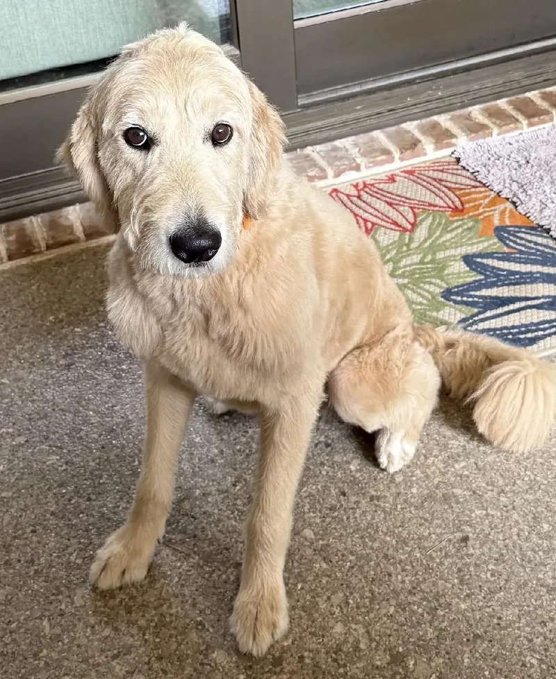 An adult large-sized male Goldendoodle dog named Charlie for adoption in Dallas, TX