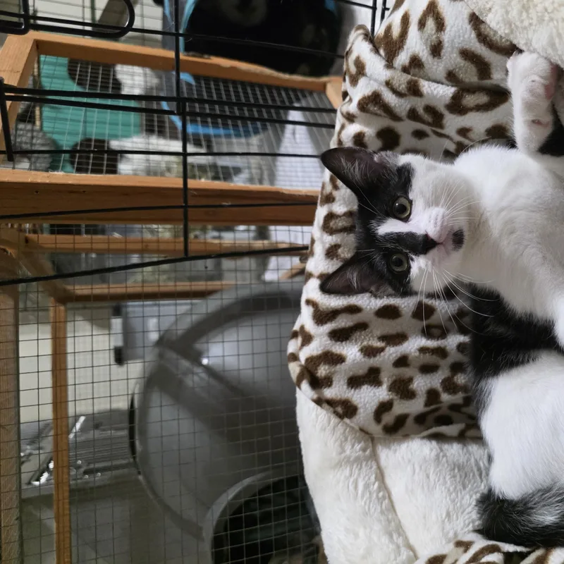 A baby medium-sized male Black & White / Tuxedo Domestic Short Hair cat named Twig for adoption in Moriches, NY