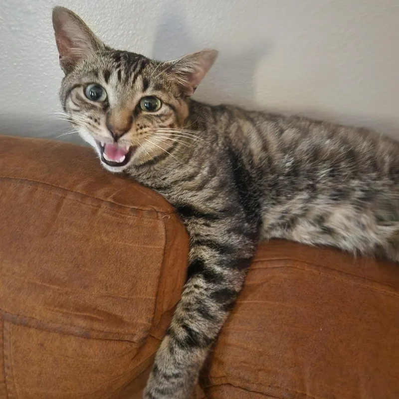 An adult medium-sized male Brown / Chocolate Domestic Short Hair cat named SpiderMan for adoption in Evanston, IL